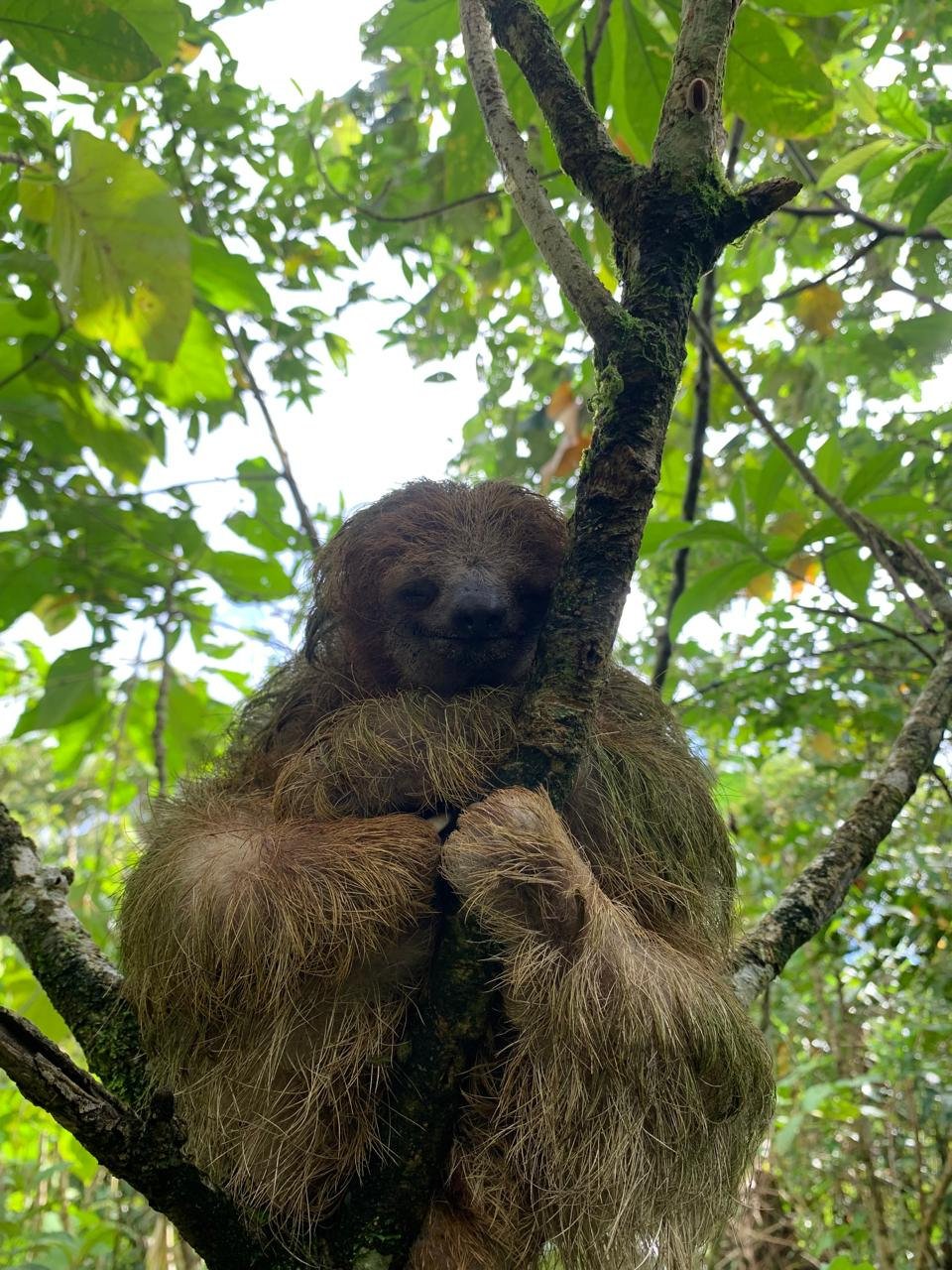Perezoso en el árbol