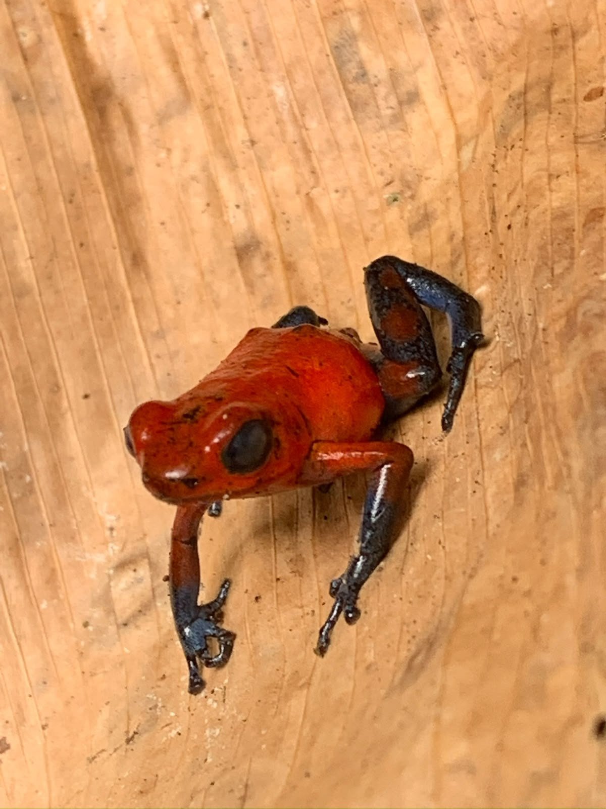Rana flecha roja