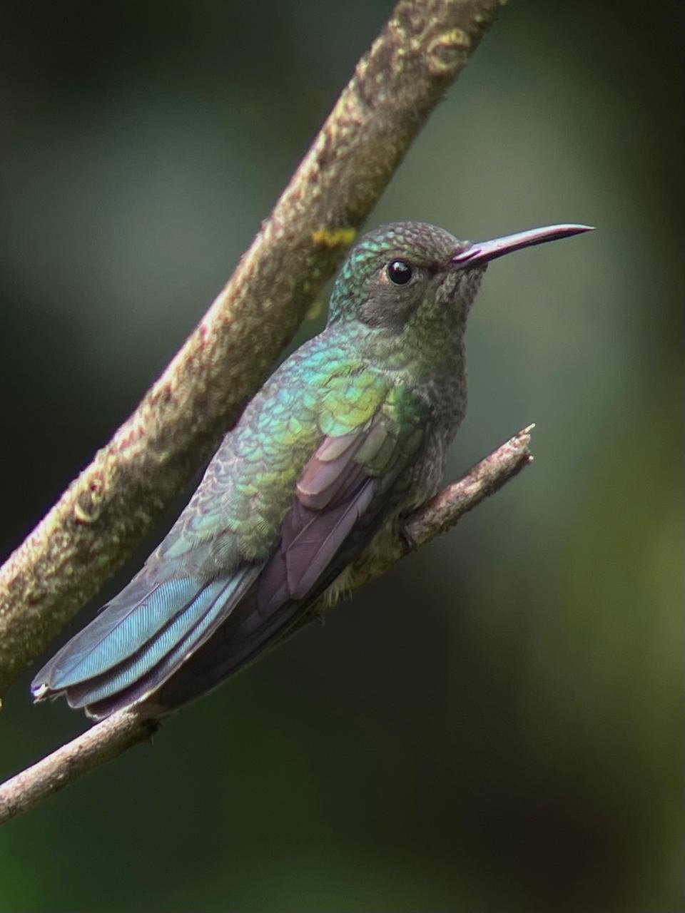 Colibrí