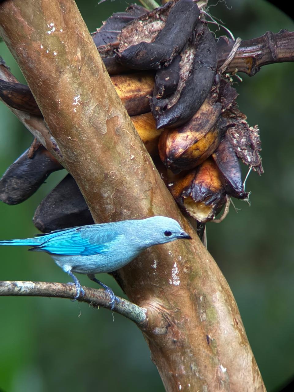 Tangara azuleja