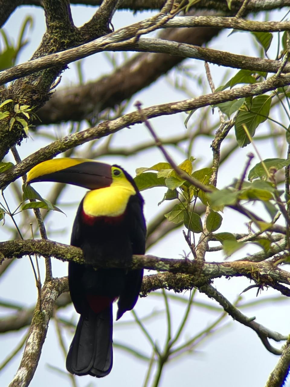 Tucán pico iris